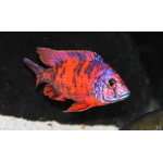 Aulonocara Red OB 6-9cm trio
